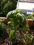 basil.jpg