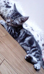 cat3.jpg