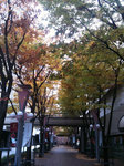 gingko.jpg