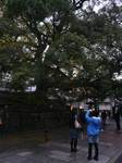 kusunoki.jpg