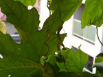mantis.jpg