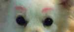 mayuge.jpg