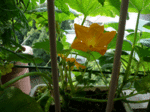 pumpkin1.gif